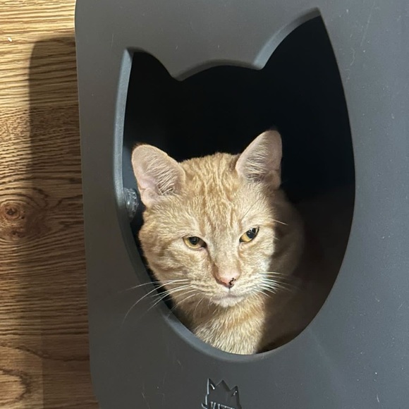 Meet your Posher, Sonia - Picture 4 of 4